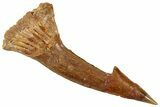 Fossil Sawfish (Onchopristis) Rostral Barb - Morocco #351702-1
